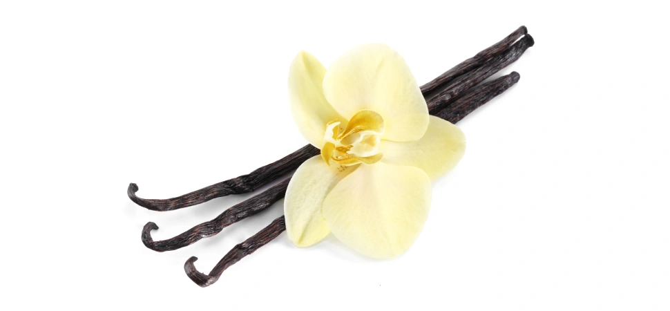 Vanilla Options in Forex Trading: What You Need to Know